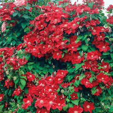 Clematis is a versatile climber and can be used in a variety of interesting ways in the garden, adding a vertical dimension and extending periods of interest. Red Wall Of Flowers Clematis Michigan Bulb Company