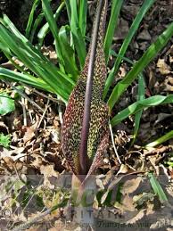 Image result for Sauromatum venosum