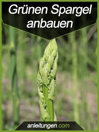Grunen Spargel Anbauen Gruner Spargel Schmeckt Nicht Nur Sehr Gut Er Lasst Sich Auch Ohne Probleme Im Eigenen Spargel Pflanzen Gruner Spargel Anbau Spargel