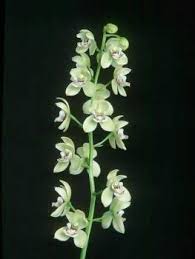 Image result for Ottelia kunenensis