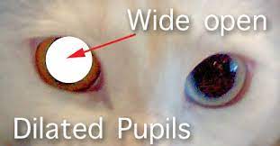 Cat Has Dilated Eyes After General Anesthetic Poc
