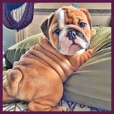 First 100 Customers This Particular Tshirt Christmas For Bulldogs Seems 100 Superb Have In 2020 English Bulldog Puppies Cute Bulldog Puppies Bulldog Puppies