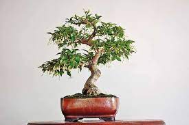 Bonsai Beauty Of A Living Art News Features Daily Mirror