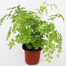 Image result for Adiantum vogelii