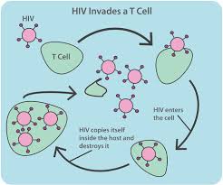 A new study from the us shows how the human immunodeficiency virus (hiv) causes infected immune cells to commit suicide. Hiv Aids Ck 12 Foundation