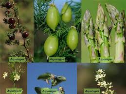 Image result for Asparagaceae