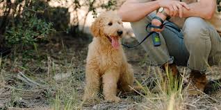 For example, they may cover your condition after two years without relapse. How To Pick The Best Pet Insurance Reviews By Wirecutter