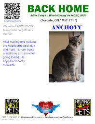 Post a stray cat or dog to help find their family in your community before taking them to city of toronto 09/05/2021. Lost Cats Toronto Posts Facebook
