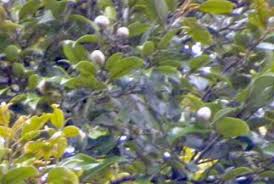 Image result for Parinari excelsa