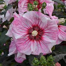 This small shrub blooms constantly. Cottage Farms Direct Perennials Hibiscus Summerific Cherry Choco Latte