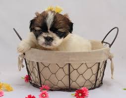 This dog is often referred to as the shichi. Shih Tzu Chihuahua Mix Complete Guide To The Shichi