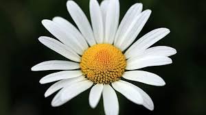 Image result for foto Kopretina