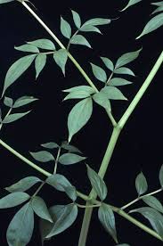 Image result for Gonatopus