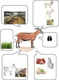 Hayvanlari Yakindan Taniyalim Evimin Altin Topu Boerderij Thema Boerderijdieren Kinderboerderij