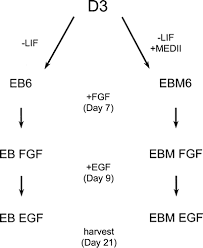 Full article: Gene expression changes during step-wise differentiation of  embryonic stem cells along the inner ear hair cell pathway