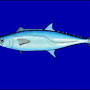 mackerel meaning from en.wikipedia.org