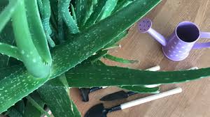 Doğal koşullarda, kuzey afrika, arap yarımadası, madeira adası, kanarya adaları ve cape verde'de sıcak ve ılıman bir iklime sahip ülkelerde yetişir. Aloe Vera Cicegi Nasil Yetisir Bakimi Cogaltilmasi Ve Puf Noktalari Evim