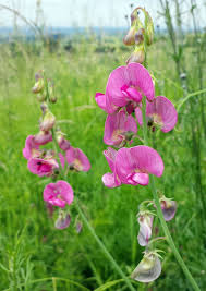 Image result for Afrohybanthus latifolius