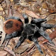 Image result for Tapinanthus erectotruncatus