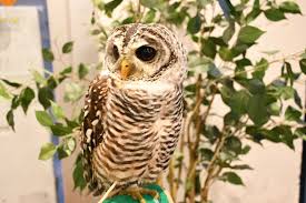 チャコモリフクロウの特徴 フクロウ ミミズク 愉快な動物