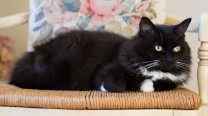 Of course, not all tuxedo cats are like that. Tuxedo Cat Breed Profile