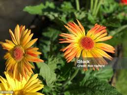 Image result for Gerbera viridifolia