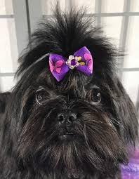 AKC Female Black And White Shih Tzu