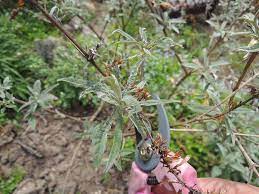 Information On Butterfly Bush Pruning Butterfly Bush Pruning Butterfly Bush Butterfly Bush Care