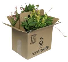 Image result for Melasma calycinum