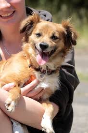 It was originally bred in the united states and due to its small stature, they are very popular in families with kids. Papillon Mix Paula Hundin Zuhause Gefunden Tierschutzliga Dorf Happy Ends Archiv Von Zergportal De