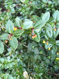Image result for Berberis verruculosa