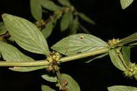 Image result for Hexasepalum sarmentosum