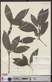 Image result for Dracaena camerooniana