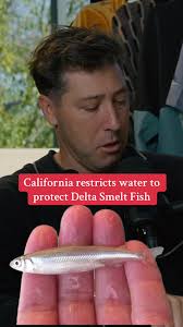 California is prioritizing the tiny Delta Smelt over millions of residents  and farmers who rely