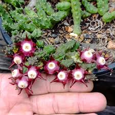 Image result for Piaranthus atrosanguineus