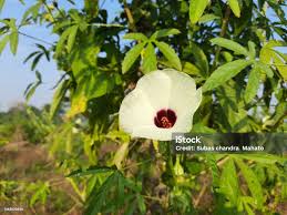 Image result for Hibiscus diversifolius
