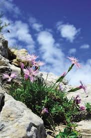 Check spelling or type a new query. Heavenly Scents Fragrant Plants And Flowers Finegardening
