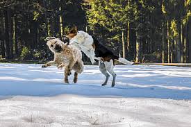 We did not find results for: Royalty Free Irish Soft Coated Wheaten Terrier Photos Free Download Pxfuel