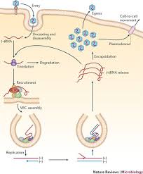 Pin On Microbiology