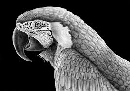 Beautiful, free images gifted by the world's most generous community of photographers. Tim Jeffs Animal Drawings Animal Drawings Animal Sketches Cool Drawings