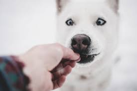 Styptic gels, powders, liquids and pens can also be used for other cuts and bruises to stop bleeding in dogs. How To Calm A Dog And Trim His Nails