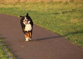 Der berner sennenhund hat eine durchschnittliche schlanke rassen, wie der dalmatiner oder der dobermann, schaffen trotz ihrer stattlichen schulterhöhen eine lebensspanne von 13 jahren und sogar länger. Berner Sennenhund Lebenserwartung Lebensdauer Bernersennenhund De