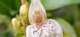 Image result for Toddaliopsis