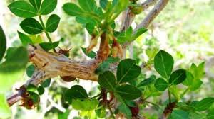 Image result for Commiphora caerulea