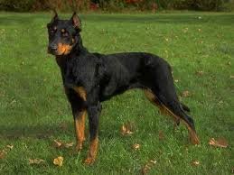 Click here to be notified when new beauceron puppies are listed. Beauceron Dog Breeds Dog Com