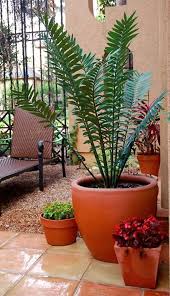 Image result for Actiniopteris semiflabellata