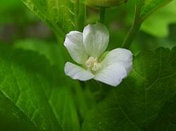 Image result for Malva verticillata