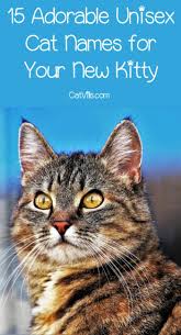We did not find results for: 15 Unique Adorable Unisex Cat Names