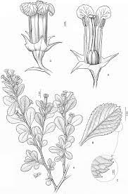 Escallonia Alpina A Flowering Branch Flowers Arranged In Leafy Download Scientific Diagram