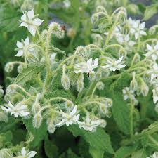Image result for Borago officinalis